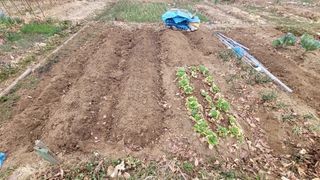 김영규님의 기타작물 · 영농일지 작성글 사진