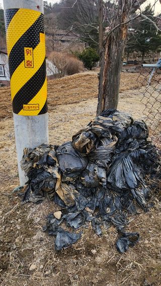 남상호 님의 감자 · 영농일지 작성글 사진
