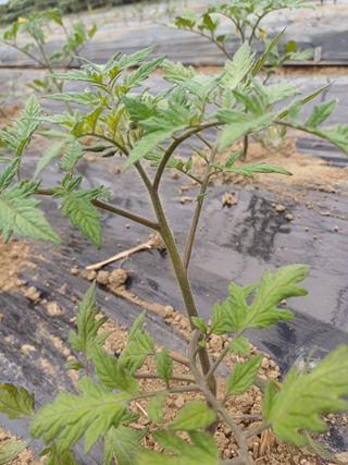 전원수님의 기타작물 · 영농일지 작성글 사진