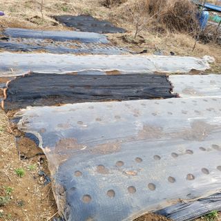 이창화님의 기타작물 · 영농일지 작성글 사진