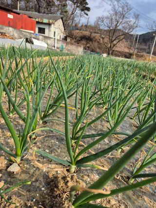 박흠님의 기타작물 · 영농일지 작성글 사진