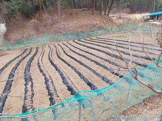 황대헌님의 감자 · 영농일지 작성글 사진