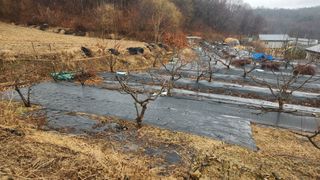 호두마루님의 복숭아 · 영농일지 작성글 사진