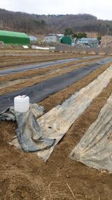 팜모닝 두릅·영농일지 게시글 이미지