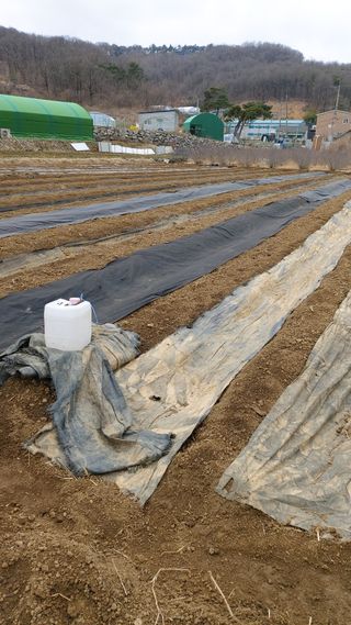 오정식님의 두릅 · 영농일지 작성글 사진
