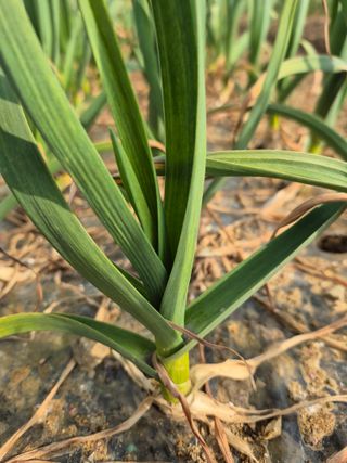 박흠님의 기타작물 · 영농일지 작성글 사진