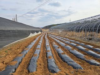 조성태님의 들깨 · 영농일지 작성글 사진