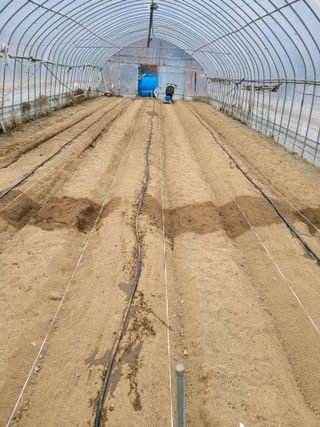 민원배님의 고추 · 영농일지 작성글 사진