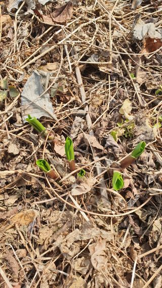 강윤원 보림팜(주)님의 기타작물 · 영농일지 작성글 사진