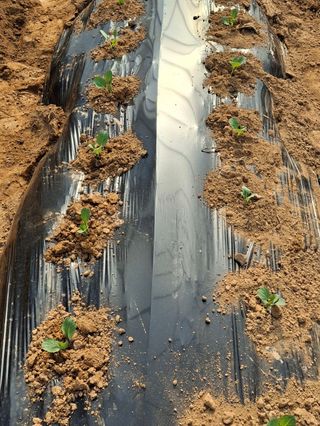 윤영숙소화데레사님의 기타작물 · 영농일지 작성글 사진