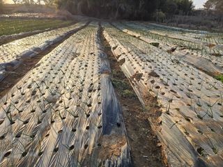 소병기 정직한농장님의 기타작물 · 영농일지 작성글 사진