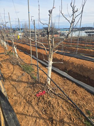 소병기 정직한농장님의 기타작물 · 영농일지 작성글 사진