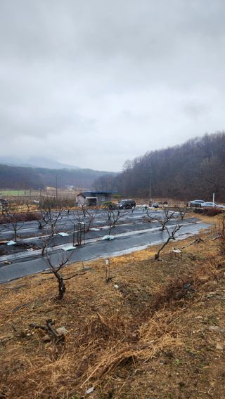 호두마루님의 복숭아 · 영농일지 작성글 사진