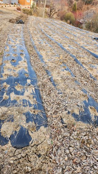 남상호 님의 감자 · 영농일지 작성글 사진