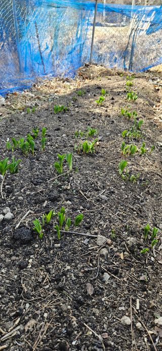 대봉농원 이경화님의 블루베리 · 영농일지 작성글 사진