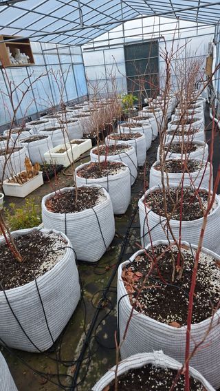 정심모님의 기타작물 · 영농일지 작성글 사진