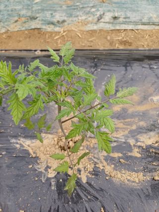 전원수님의 기타작물 · 영농일지 작성글 사진