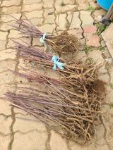 팜모닝 딸기·영농일지 게시글 이미지