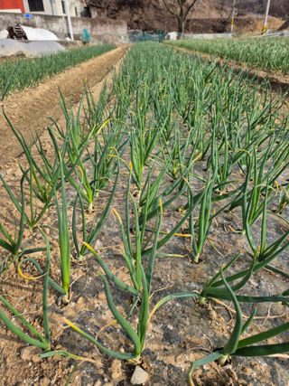 박흠님의 기타작물 · 영농일지 작성글 사진