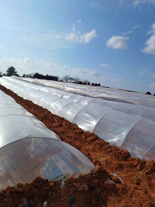 결단이님의 기타작물 · 영농일지 작성글 사진