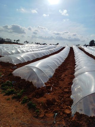 결단이님의 기타작물 · 영농일지 작성글 사진