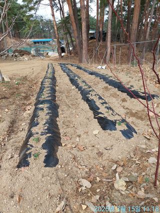 황대헌님의 딸기 · 영농일지 작성글 사진