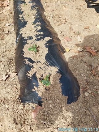 황대헌님의 딸기 · 영농일지 작성글 사진