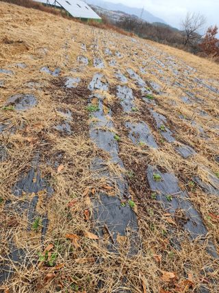 박병한님의 기타작물 · 영농일지 작성글 사진