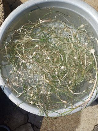 인산님의 기타작물 · 영농일지 작성글 사진