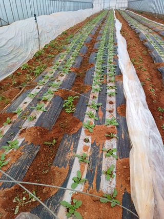 결단이님의 기타작물 · 영농일지 작성글 사진