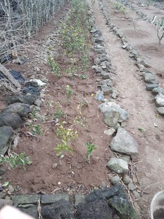 오늘도건강한하루되세님의 기타작물 · 영농일지 작성글 사진