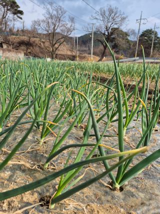 박흠님의 기타작물 · 영농일지 작성글 사진