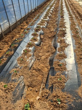 윤영숙소화데레사님의 기타작물 · 영농일지 작성글 사진