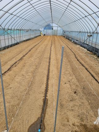 민원배님의 고추 · 영농일지 작성글 사진