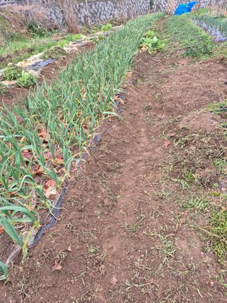 문성농장15146님의 기타작물 · 영농일지 작성글 사진