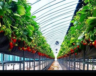 정정근님의 기타작물 · 영농일지 작성글 사진