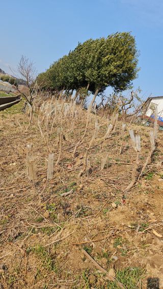 이수현님의 기타작물 · 영농일지 작성글 사진