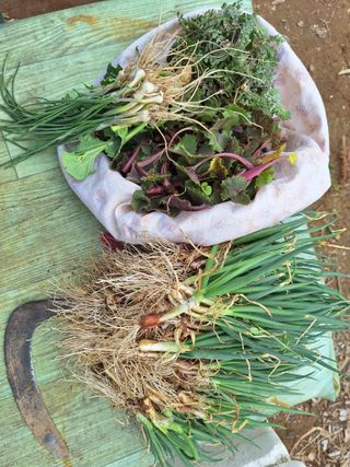 레인보우가든님의 기타작물 · 영농일지 작성글 사진