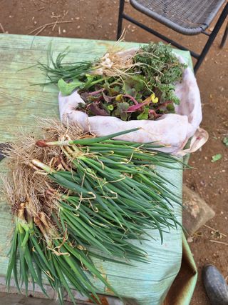 레인보우가든님의 기타작물 · 영농일지 작성글 사진