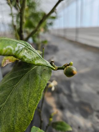 박미라님의 기타작물 · 영농일지 작성글 사진