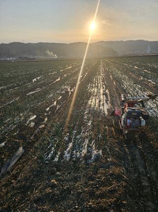 권정식님의 양파 · 영농일지 작성글 사진
