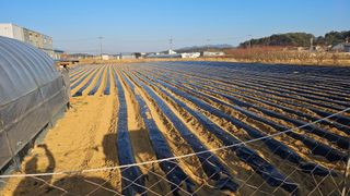 김남근님의 감자 · 영농일지 작성글 사진