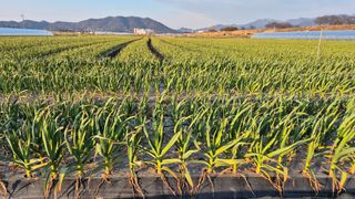 서정욱님의 마늘 · 영농일지 작성글 사진