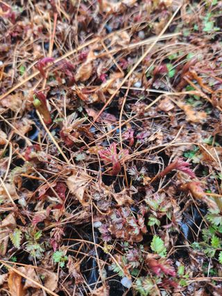 툇골짜기님의 기타작물 · 영농일지 작성글 사진