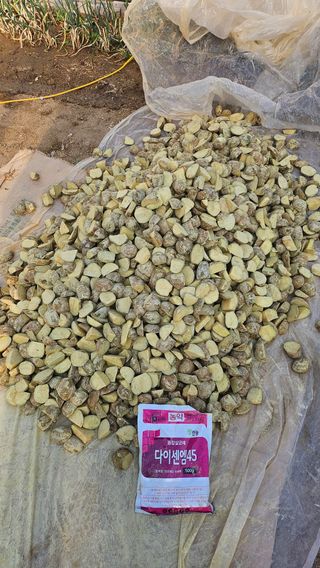 김남근님의 감자 · 영농일지 작성글 사진