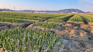 서정욱님의 마늘 · 영농일지 작성글 사진