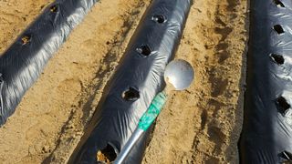 김남근님의 감자 · 영농일지 작성글 사진