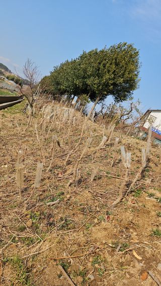 이수현님의 기타작물 · 영농일지 작성글 사진