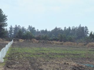 새달귤농장님의 귤 · 영농일지 작성글 사진