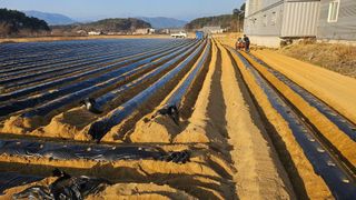 김남근님의 감자 · 영농일지 작성글 사진